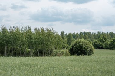 Arka planda taze kesilmiş yeşil çimenler ve ağaçlar olan kırsal bir çiftlik çayırı. Doğa manzarası