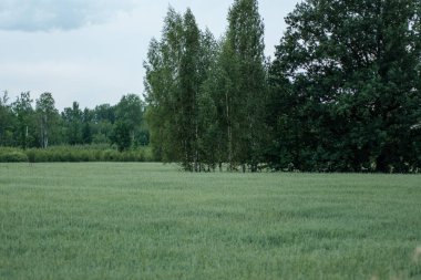 Arka planda taze kesilmiş yeşil çimenler ve ağaçlar olan kırsal bir çiftlik çayırı. Doğa manzarası