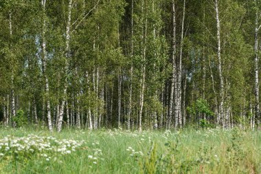 Ağaç gövdeleri ve ağaç kabukları yaz ormanlarında güneş ışığı arka planda.