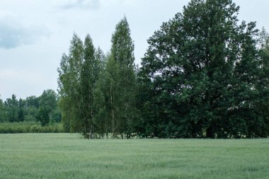Arka planda taze kesilmiş yeşil çimenler ve ağaçlar olan kırsal bir çiftlik çayırı. Doğa manzarası