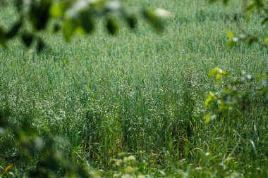 Arka planda taze kesilmiş yeşil çimenler ve ağaçlar olan kırsal bir çiftlik çayırı. Doğa manzarası