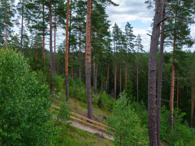Ağaç gövdeleri ve ağaç kabukları yaz ormanlarında güneş ışığı arka planda.