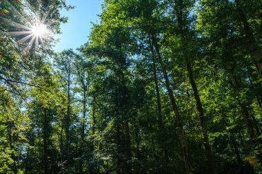 Ağaç gövdeleri ve ağaç kabukları yaz ormanlarında güneş ışığı arka planda.