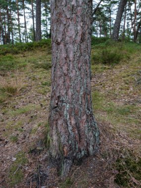 Ağaç gövdeleri ve ağaç kabukları yaz ormanlarında güneş ışığı arka planda.