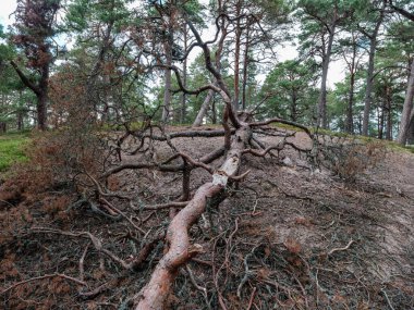 Ağaç gövdeleri ve ağaç kabukları yaz ormanlarında güneş ışığı arka planda.