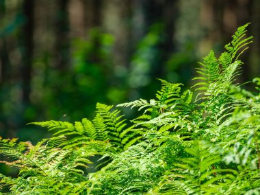 yeşil yaz yaprakları ağaç yaprağı ve gölgelerle desenli arka plan