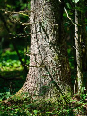Ağaç gövdeleri ve ağaç kabukları yaz ormanlarında güneş ışığı arka planda.