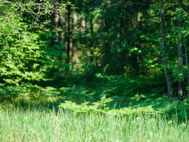 yeşil yaz yaprakları ağaç yaprağı ve gölgelerle desenli arka plan