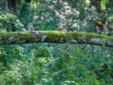 yeşil yaz yaprakları ağaç yaprağı ve gölgelerle desenli arka plan