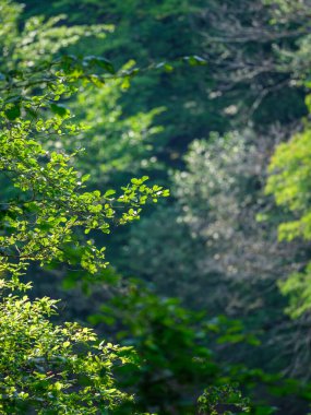yeşil yaz yaprakları ağaç yaprağı ve gölgelerle desenli arka plan