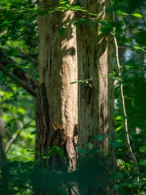 Ağaç gövdeleri ve ağaç kabukları yaz ormanlarında güneş ışığı arka planda.