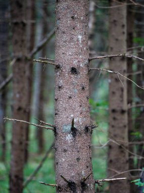 Ağaç gövdeleri ve ağaç kabukları yaz ormanlarında güneş ışığı arka planda.