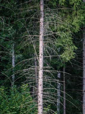 Ağaç gövdeleri ve ağaç kabukları yaz ormanlarında güneş ışığı arka planda.
