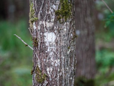 Ağaç gövdeleri ve ağaç kabukları yaz ormanlarında güneş ışığı arka planda.