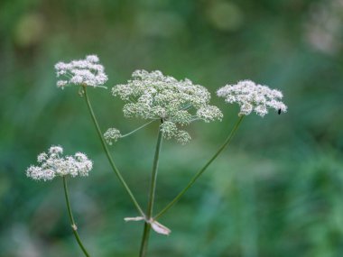 yeşil yaz yaprakları ağaç yaprağı ve gölgelerle desenli arka plan
