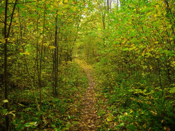 Goldgelbe Herbstwaldszene Mit Baumstämmen Und Blättern — Stockfoto