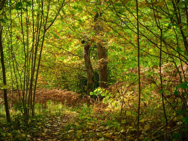 Goldgelbe Herbstwaldszene Mit Baumstämmen Und Blättern — Stockfoto