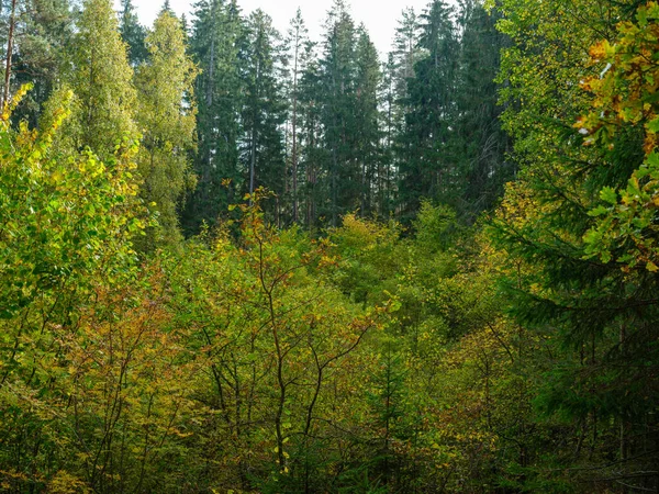 Altın Sarısı Sonbahar Ormanı Sahnesi Ağaç Gövdeleri Yapraklarla — Stok fotoğraf
