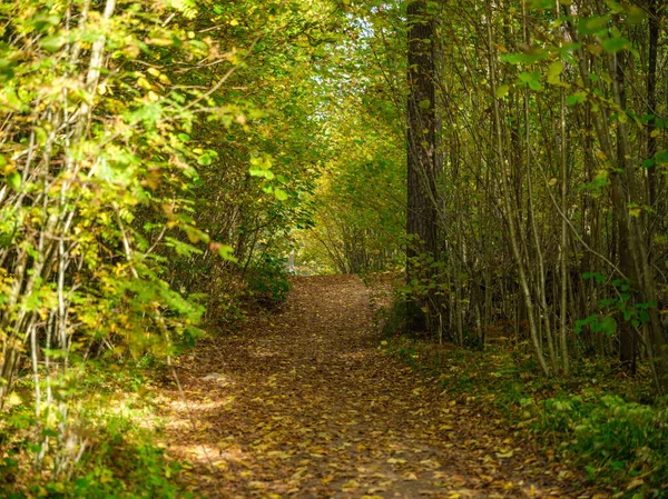 金黄色的秋天森林景观 树干和树叶 — 图库照片