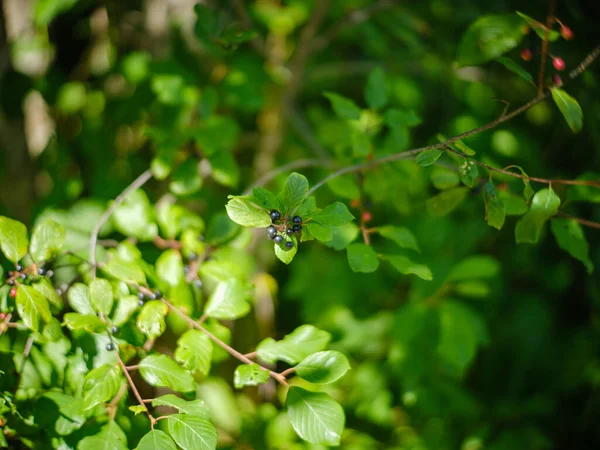 Grün Sommer Laub Strukturierten Hintergrund Mit Baumblatt Und Schatten — Stockfoto