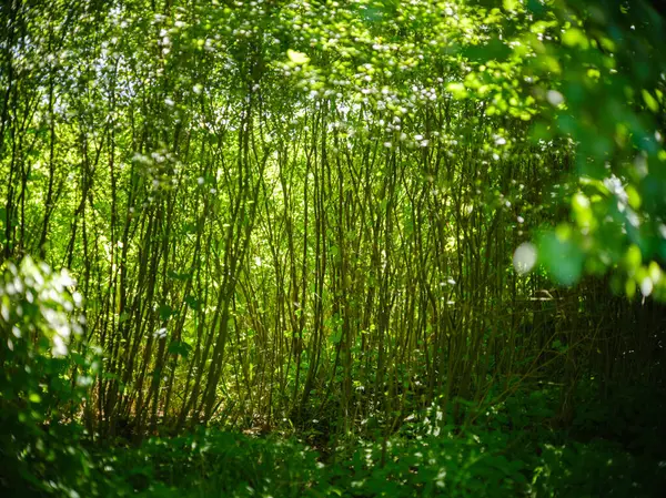 Πράσινο Φύλλωμα Καλοκαίρι Υφή Φόντο Φύλλα Δέντρων Και Σκιές — Φωτογραφία Αρχείου
