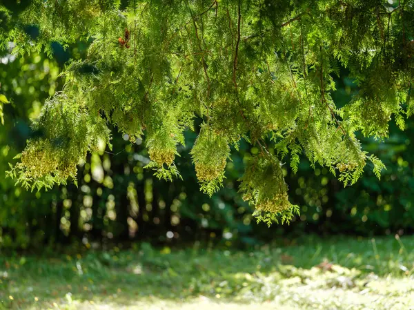 Зеленый Летний Листва Текстурированный Фон Листьями Деревьев Тени — стоковое фото