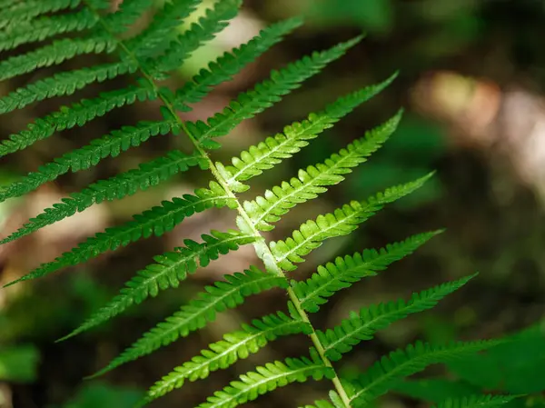 Zielone Lato Liści Teksturowane Tło Liści Drzewa Cieni — Zdjęcie stockowe