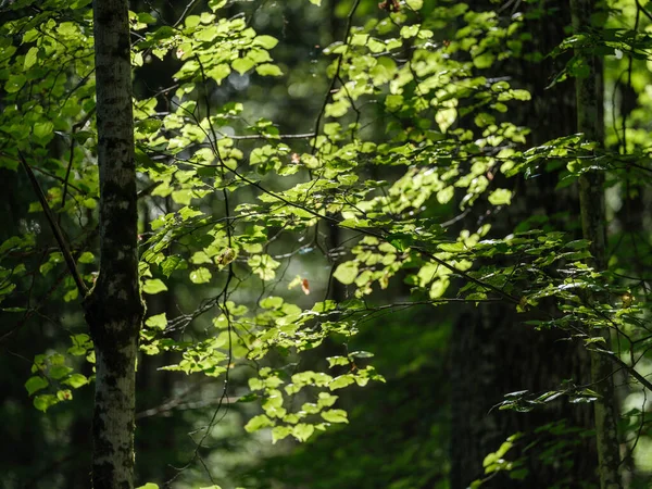 Зеленый Летний Листва Текстурированный Фон Листьями Деревьев Тени — стоковое фото