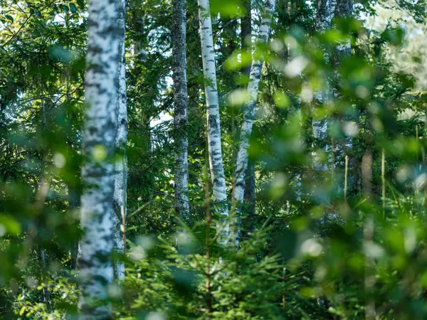 Grün Sommer Laub Strukturierten Hintergrund Mit Baumblatt Und Schatten — Stockfoto