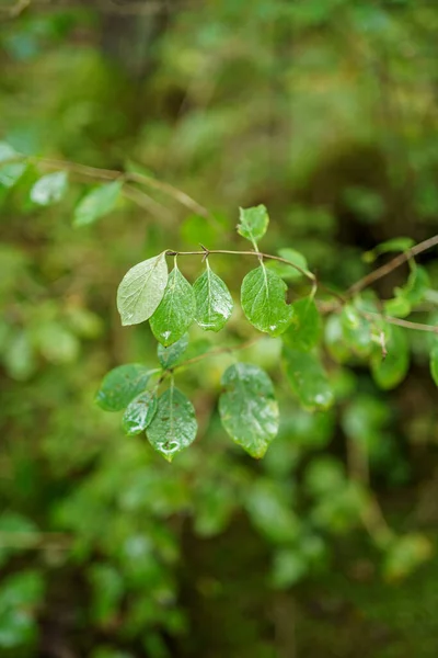 Zelené Letní Listí Texturované Pozadí Listím Stíny Stromů — Stock fotografie