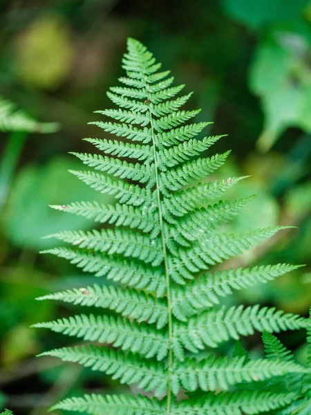 Zelené Letní Listí Texturované Pozadí Listím Stíny Stromů — Stock fotografie