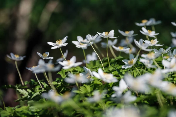 Flores Blancas Con Follaje Verde Verano Fondo Texturizado Con Hojas — Foto de Stock