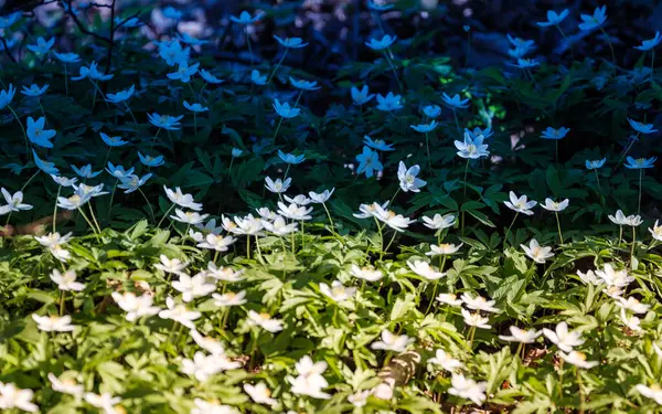 緑の夏の葉の白い花 木の葉と影でテクスチャされた背景 — ストック写真