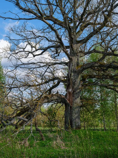 Pnie Drzew Korą Lecie Światło Słoneczne Lasu Tle Liści — Zdjęcie stockowe