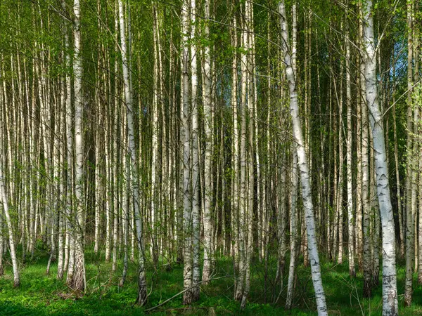 Pnie Drzew Korą Lecie Światło Słoneczne Lasu Tle Liści — Zdjęcie stockowe