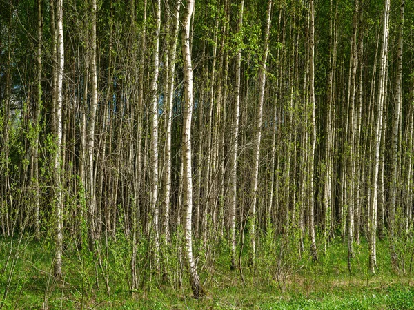 Troncs Arbres Avec Écorce Été Forêt Ensoleillée Dans Fond Feuillage — Photo