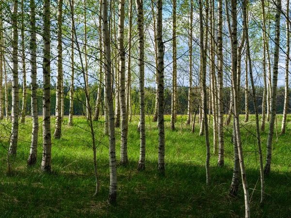 Trädstammar Med Bark Sommar Skog Solljus Lövverk Bakgrund — Stockfoto