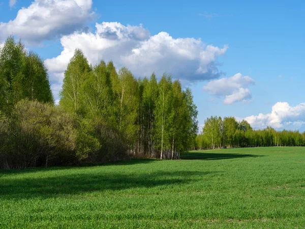 Platteland Boerderij Weide Met Vers Gemaaid Groen Gras Bomen Achtergrond — Stockfoto