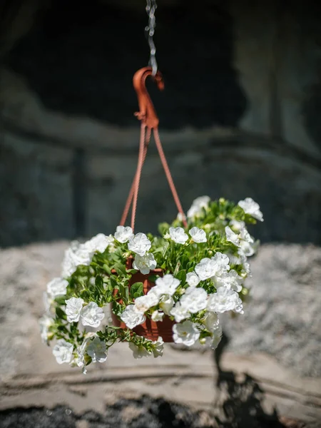 Hvide Blomster Med Grøn Sommer Løv Tekstureret Baggrund Med Træblad - Stock-foto