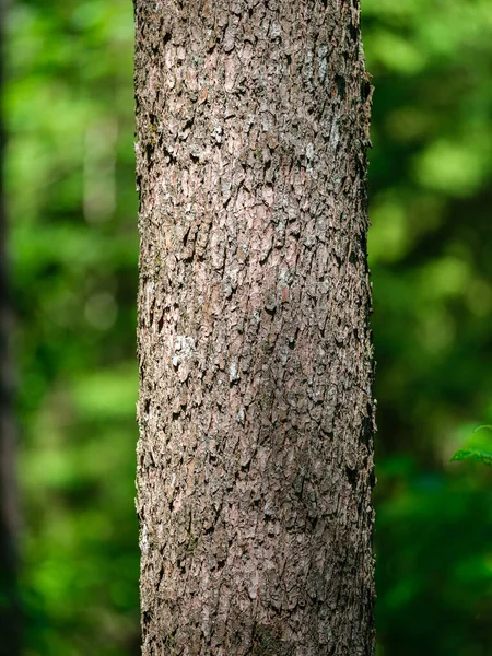 Troncos Árvores Com Casca Floresta Verão Luz Solar Fundo Folhagem — Fotografia de Stock