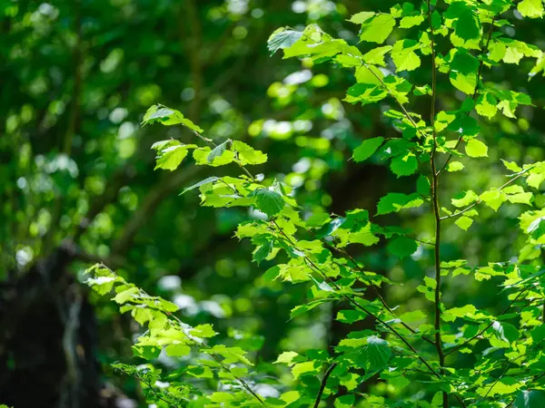 Green Summer Foliage Textured Background Tree Leaf Shadows — Stock Photo, Image