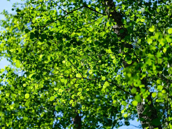 Green Summer Foliage Textured Background Tree Leaf Shadows — Stock Photo, Image
