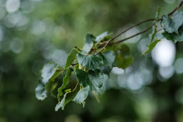 Follaje Verano Verde Fondo Texturizado Con Hojas Árbol Sombras — Foto de Stock