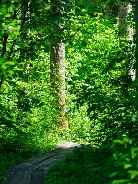 Ağaç Gövdeleri Ağaç Kabukları Yaz Ormanlarında Güneş Işığı Arka Planda — Stok fotoğraf