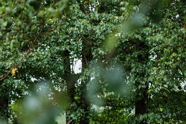 緑の夏の葉 木の葉と影でテクスチャされた背景 — ストック写真