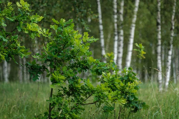 Tree Trunks Bark Summer Forest Sunlight Foliage Background — Stock Photo, Image
