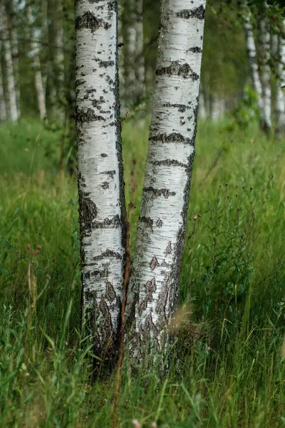 Kmeny Stromů Kůrou Letním Lesním Slunci Pozadí Listoví — Stock fotografie