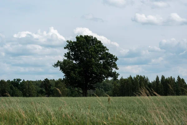 Bauernhof Wiese Mit Frisch Gemähtem Grünen Gras Und Bäumen Hintergrund — Stockfoto