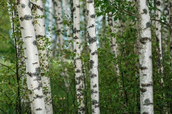 Стволы Деревьев Корой Летнем Лесу Солнечный Свет Фоне Листвы — стоковое фото