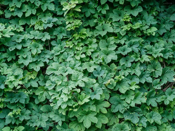 Follaje Verano Verde Fondo Texturizado Con Hojas Árbol Sombras — Foto de Stock
